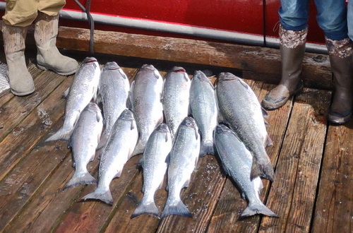 kyuquot salmon fishing
